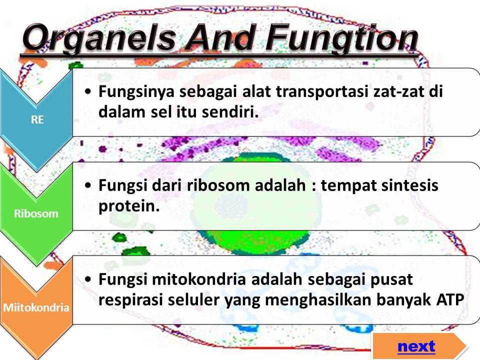 Organels And Fungtion RE. Fungsinya sebagai alat transportasi zat-zat di dalam sel itu sendiri. Ribosom.
