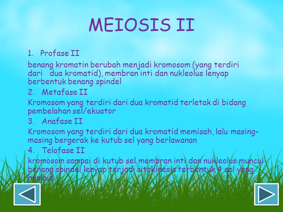 MEIOSIS II 1. Profase II.
