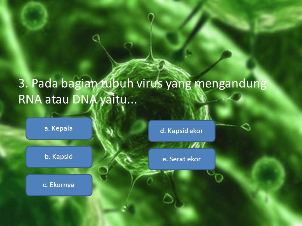 3. Pada bagian tubuh virus yang mengandung RNA atau DNA yaitu...