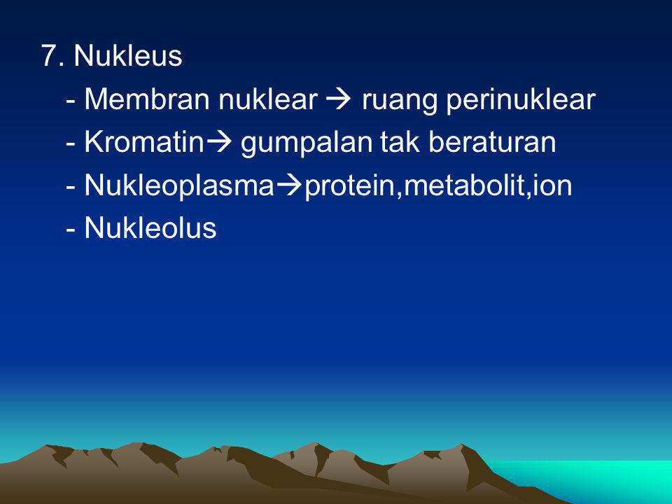 7. Nukleus - Membran nuklear  ruang perinuklear. - Kromatin gumpalan tak beraturan. - Nukleoplasmaprotein,metabolit,ion.