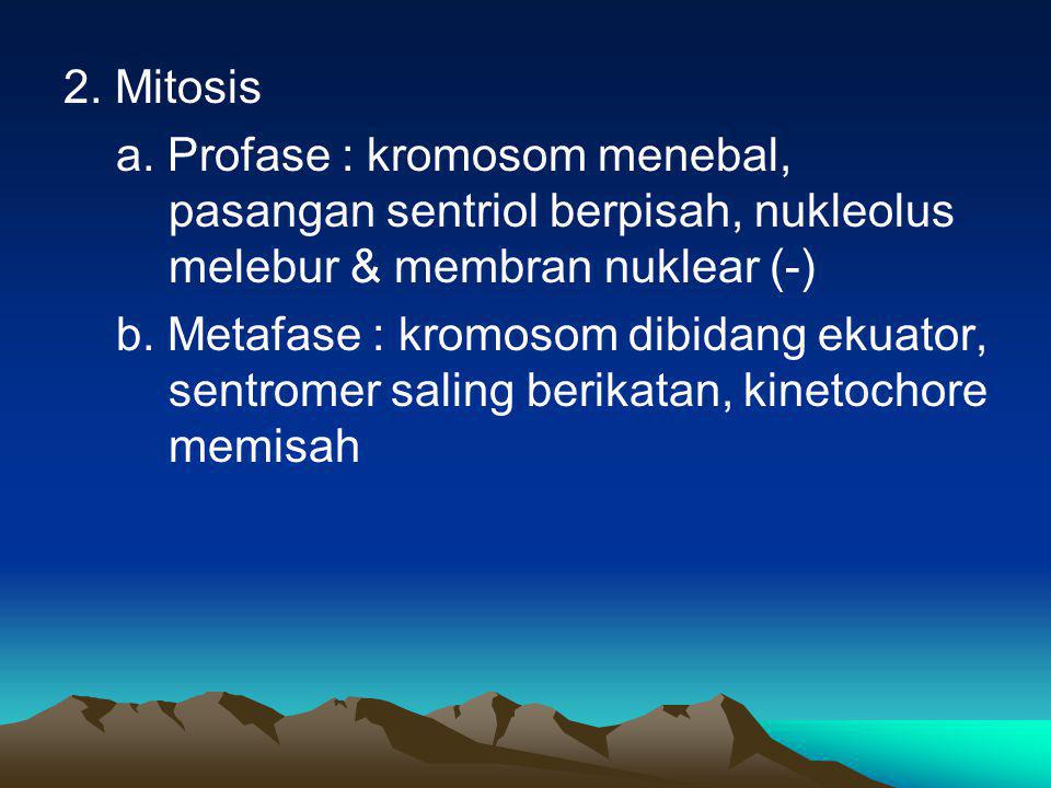 2. Mitosis a. Profase : kromosom menebal, pasangan sentriol berpisah, nukleolus melebur & membran nuklear (-)