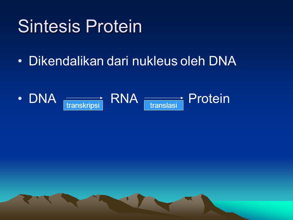 Sintesis Protein Dikendalikan dari nukleus oleh DNA DNA RNA Protein