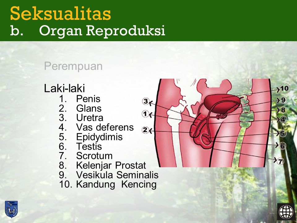 Seksualitas b. Organ Reproduksi