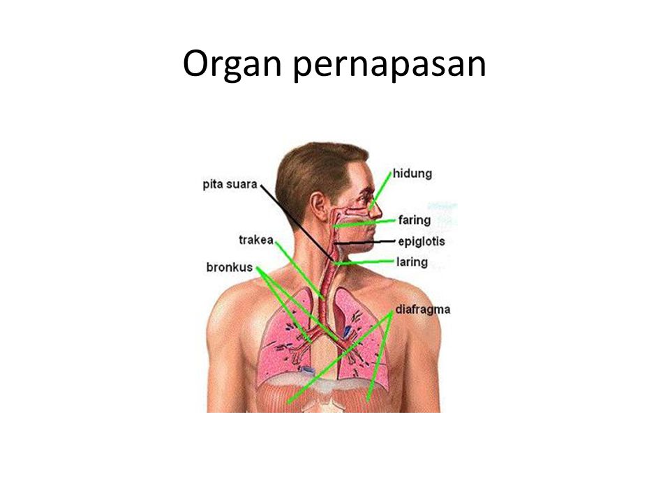 Organ pernapasan