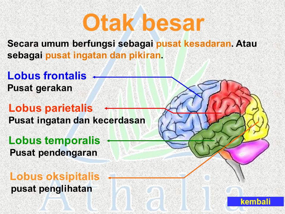 Otak besar Lobus frontalis Lobus parietalis Lobus temporalis
