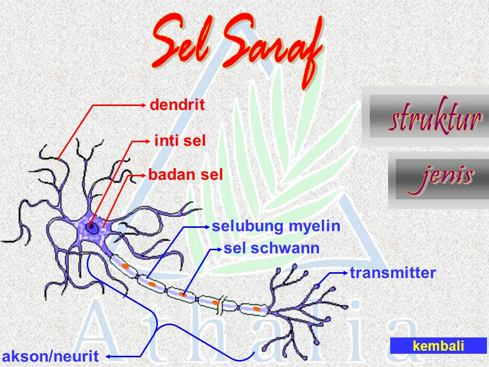 Sel Saraf struktur jenis dendrit inti sel badan sel selubung myelin