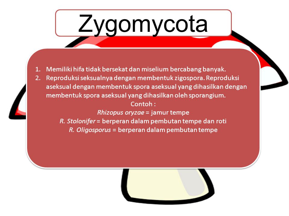 Zygomycota Memiliki hifa tidak bersekat dan miselium bercabang banyak.