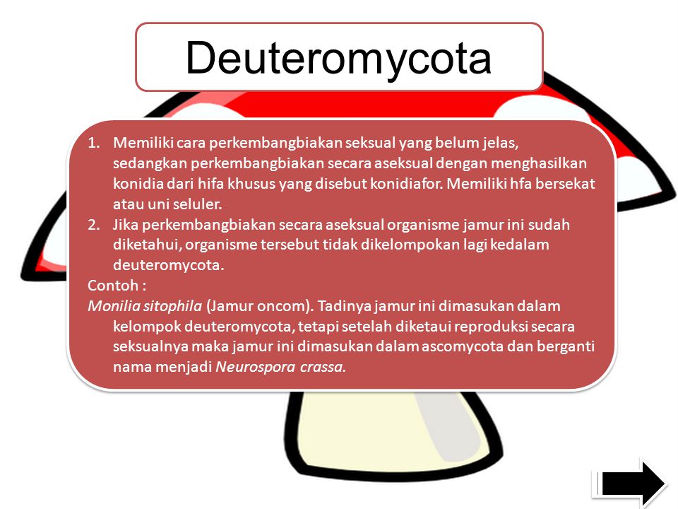 Deuteromycota