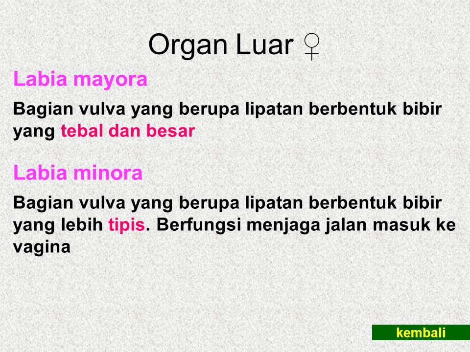 Organ Luar ♀ Labia mayora Labia minora