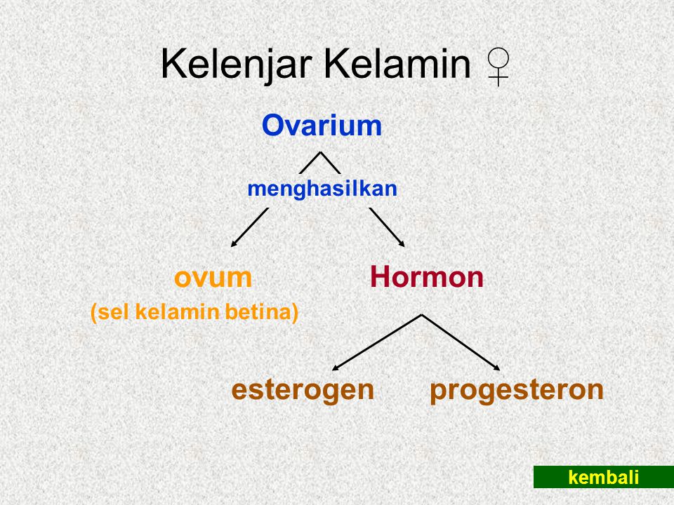 Kelenjar Kelamin ♀ Ovarium ovum Hormon esterogen progesteron