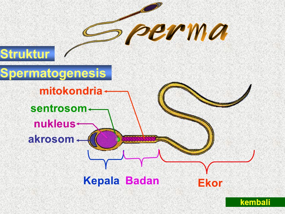p r e m a Struktur Spermatogenesis mitokondria sentrosom nukleus