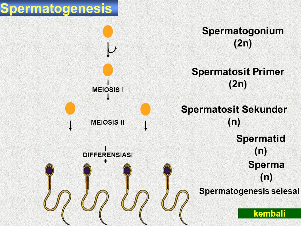 Spermatogenesis Spermatogonium (2n) Spermatosit Primer (2n)
