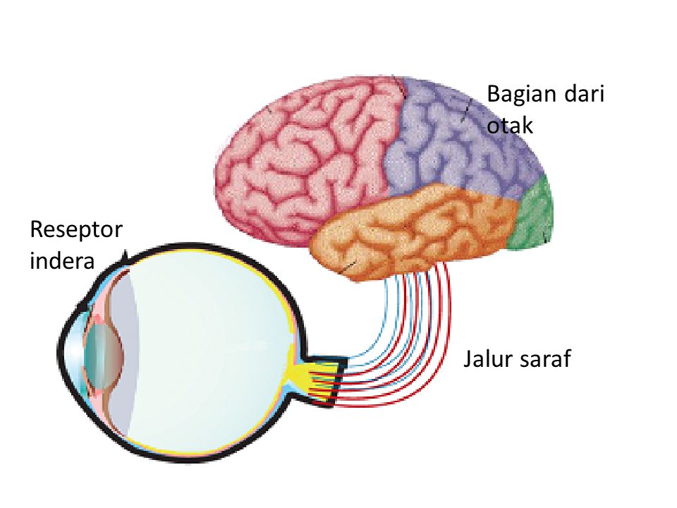 Bagian dari otak Reseptor indera Jalur saraf