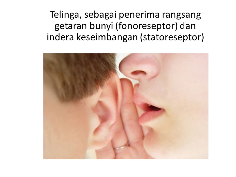 Telinga, sebagai penerima rangsang getaran bunyi (fonoreseptor) dan indera keseimbangan (statoreseptor)