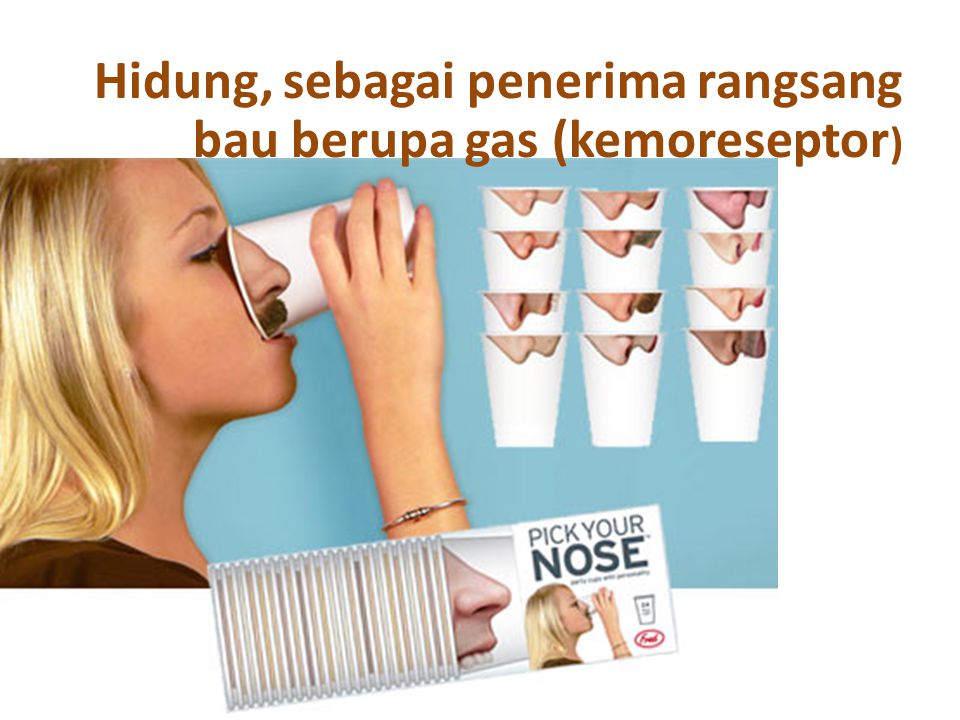 Hidung, sebagai penerima rangsang bau berupa gas (kemoreseptor)