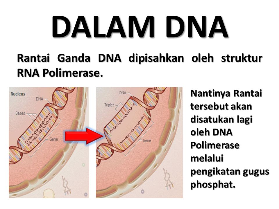 DALAM DNA Rantai Ganda DNA dipisahkan oleh struktur RNA Polimerase.