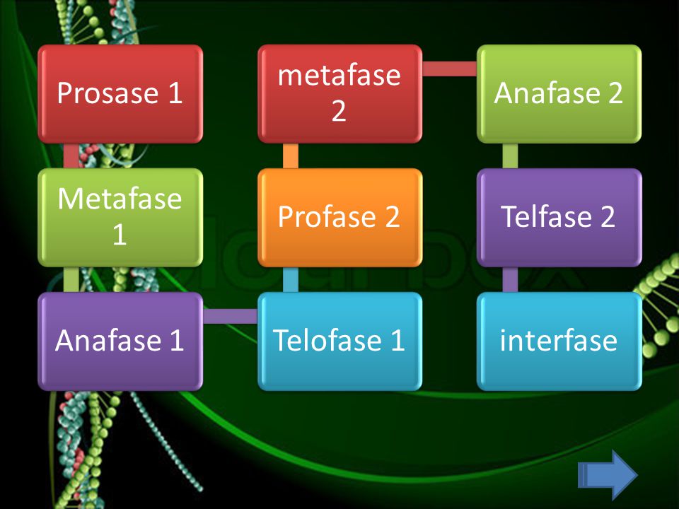Prosase 1 Metafase 1 Anafase 1 Telofase 1 Profase 2 metafase 2 Anafase 2 Telfase 2 interfase