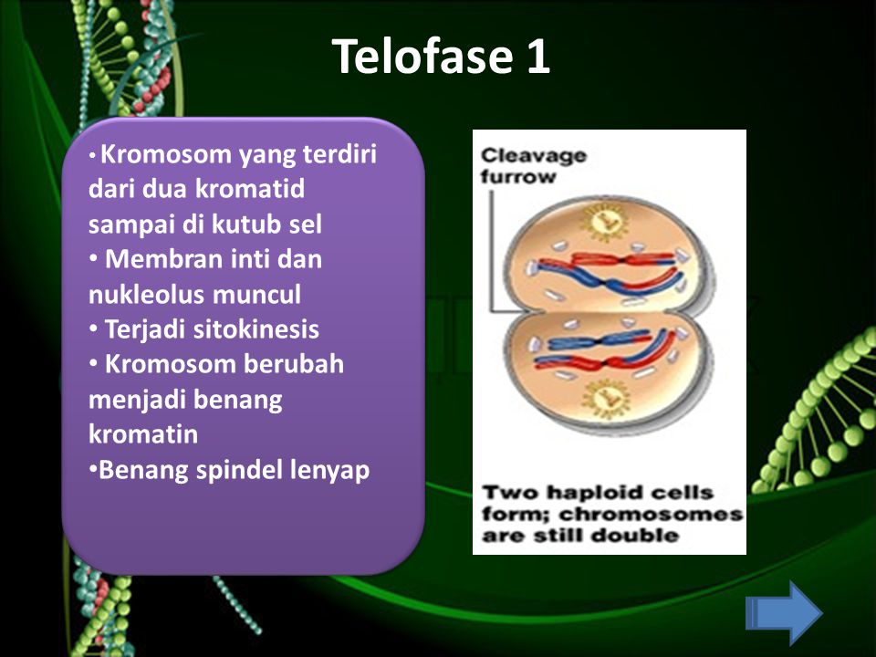 Telofase 1 Membran inti dan nukleolus muncul Terjadi sitokinesis