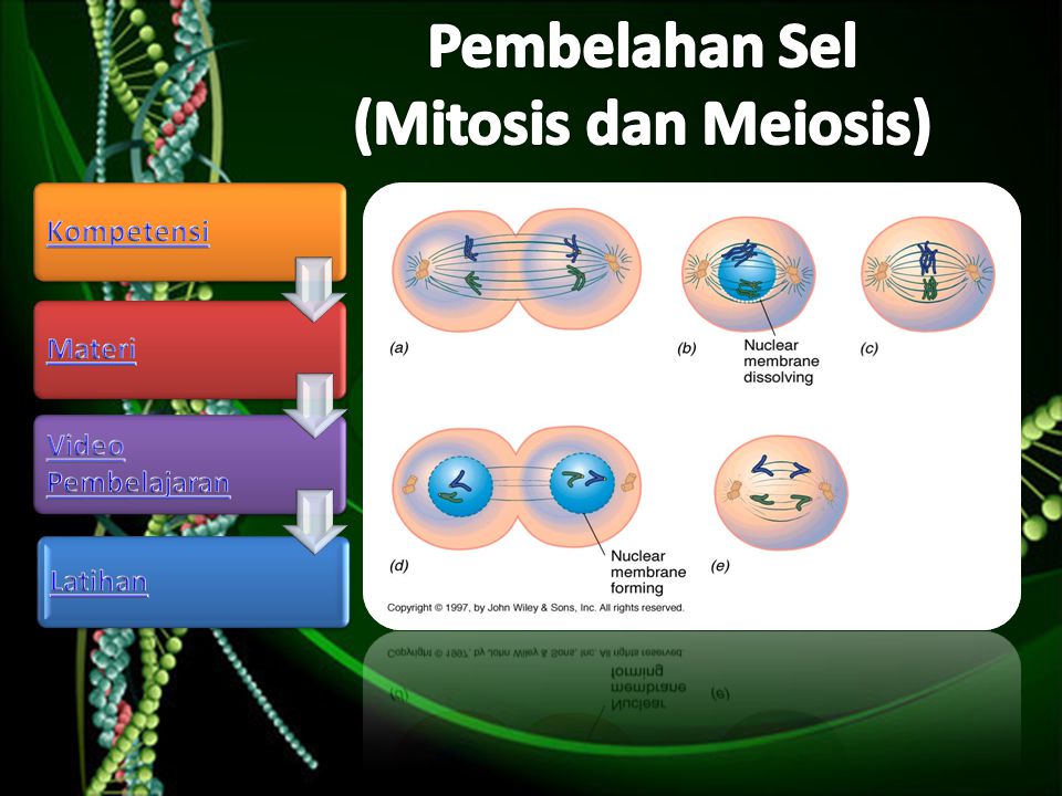 Pembelahan Sel (Mitosis dan Meiosis)