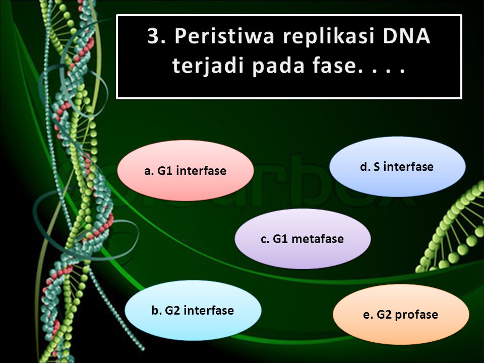 3. Peristiwa replikasi DNA terjadi pada fase