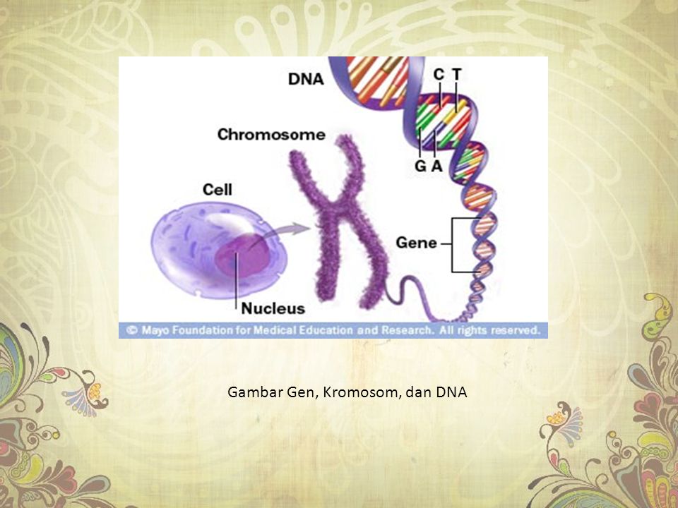 Gambar Gen, Kromosom, dan DNA