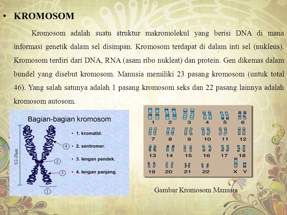 Gambar Kromosom Manusia