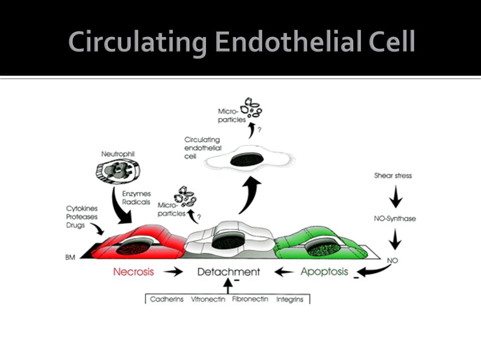 Circulating Endothelial Cell