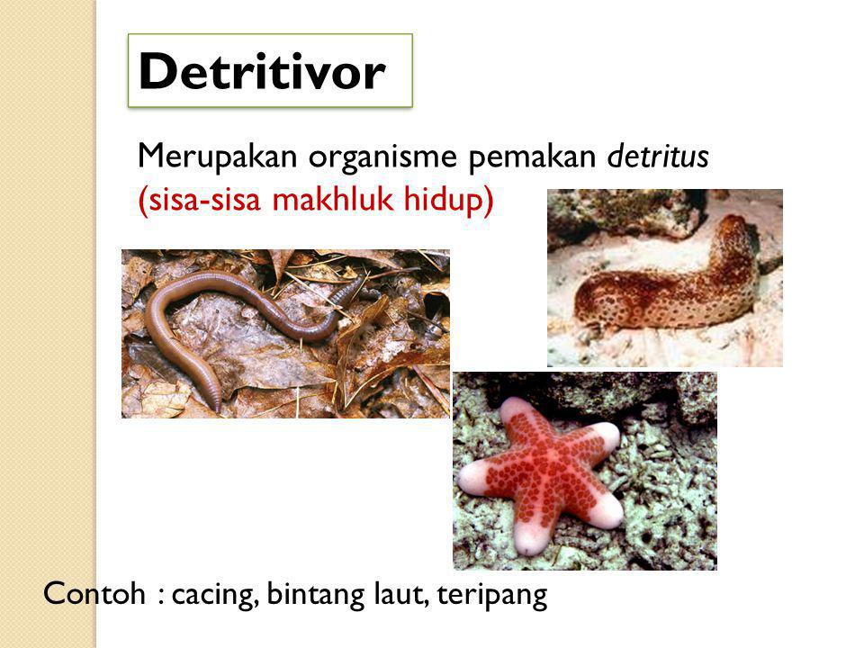 Detritivor Merupakan organisme pemakan detritus (sisa-sisa makhluk hidup) Contoh : cacing, bintang laut, teripang.