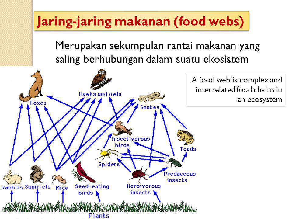 Jaring-jaring makanan (food webs)