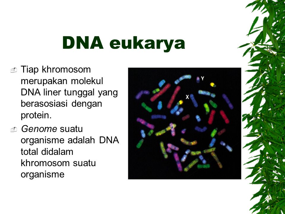 50 chromosome. Fish метод окраски хромосом. Пуфы и бэнды хромосомы. Сколько хромосом у планктона.