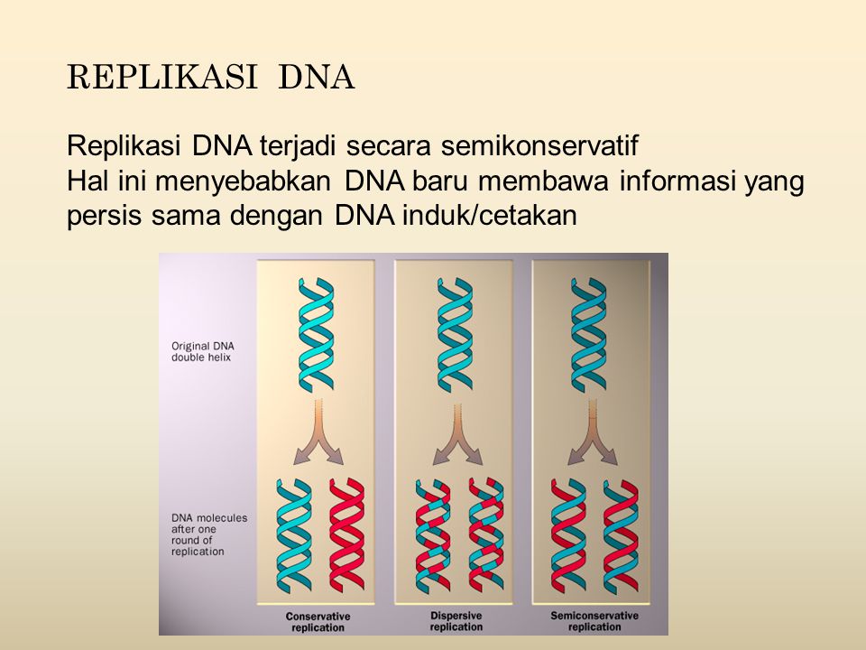REPLIKASI DNA Replikasi DNA terjadi secara semikonservatif