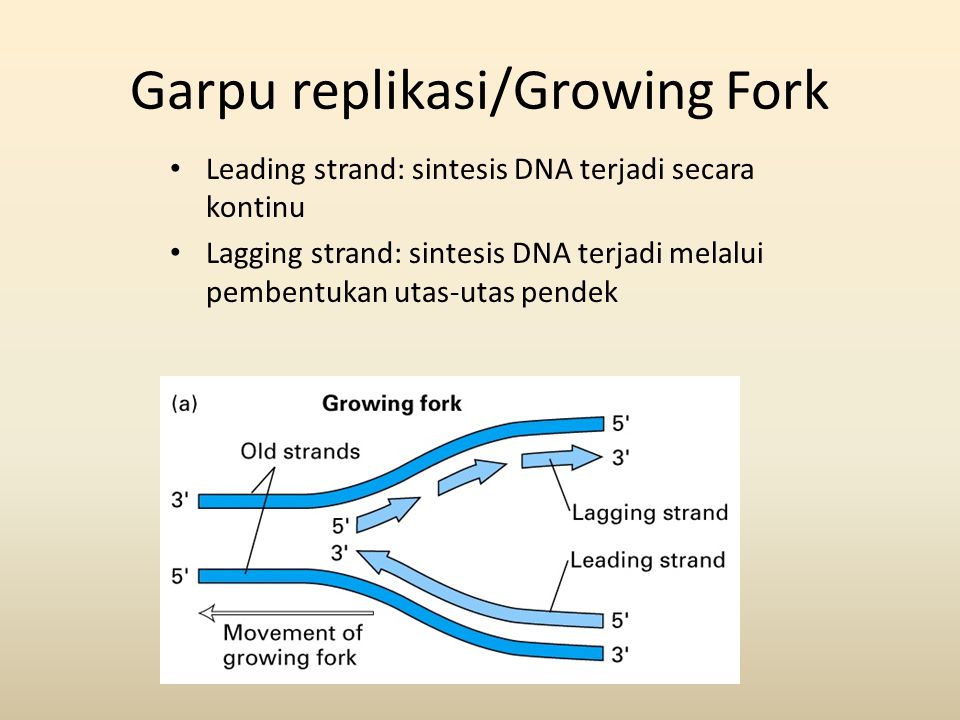 Garpu replikasi/Growing Fork