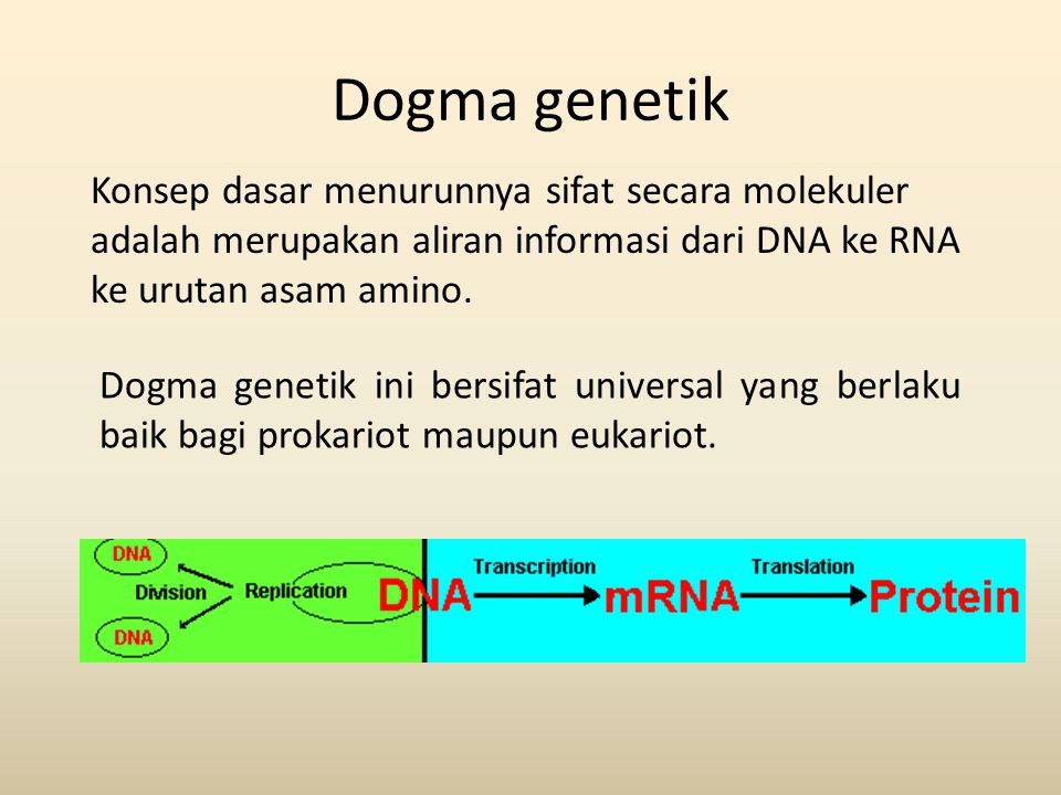 Dogma genetik Konsep dasar menurunnya sifat secara molekuler adalah merupakan aliran informasi dari DNA ke RNA ke urutan asam amino.
