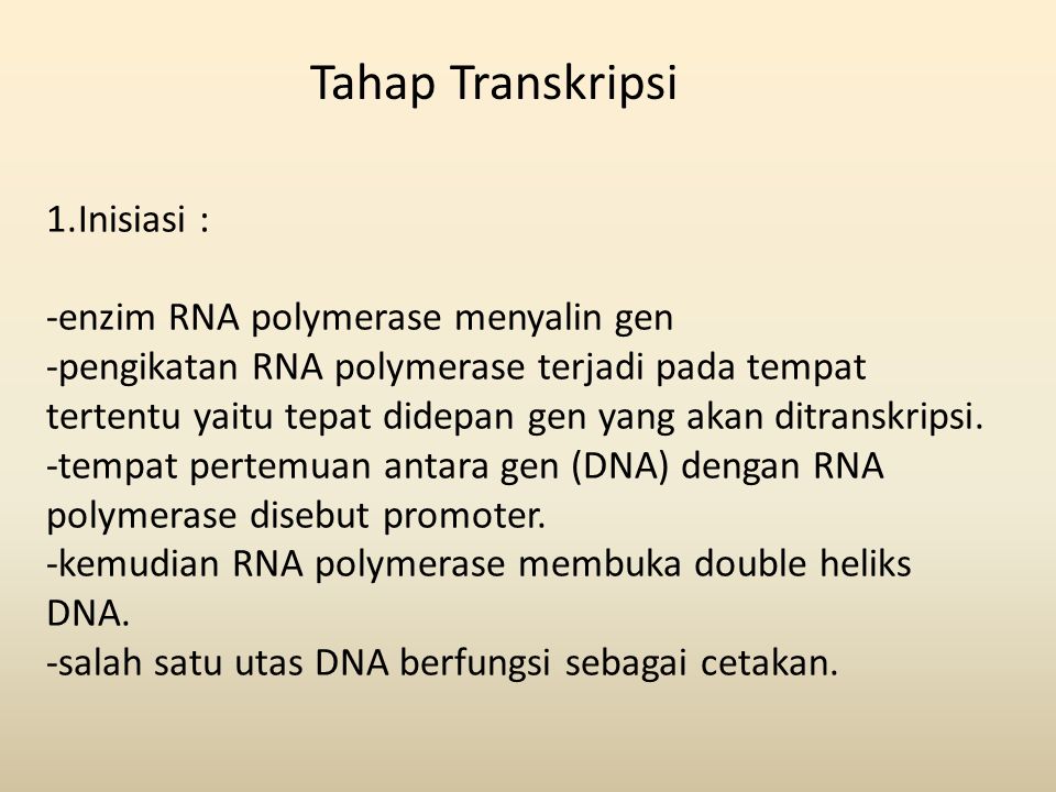 Tahap Transkripsi Inisiasi : -enzim RNA polymerase menyalin gen
