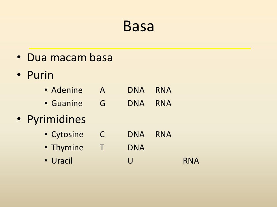 Basa Dua macam basa Purin Pyrimidines Adenine A DNA RNA