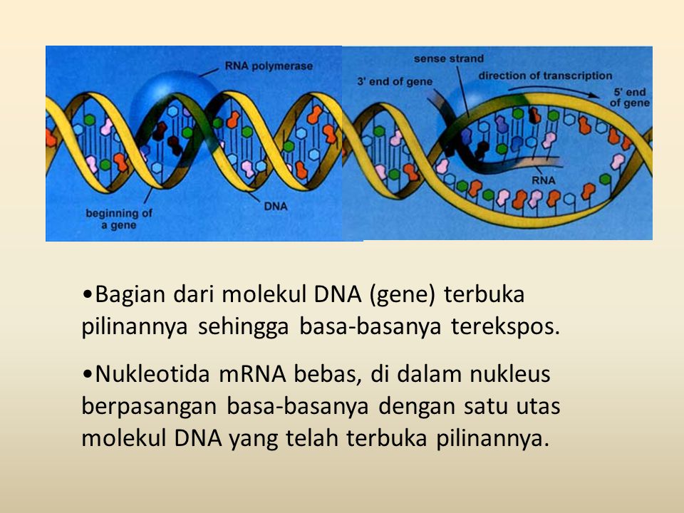 Bagian dari molekul DNA (gene) terbuka pilinannya sehingga basa-basanya terekspos.