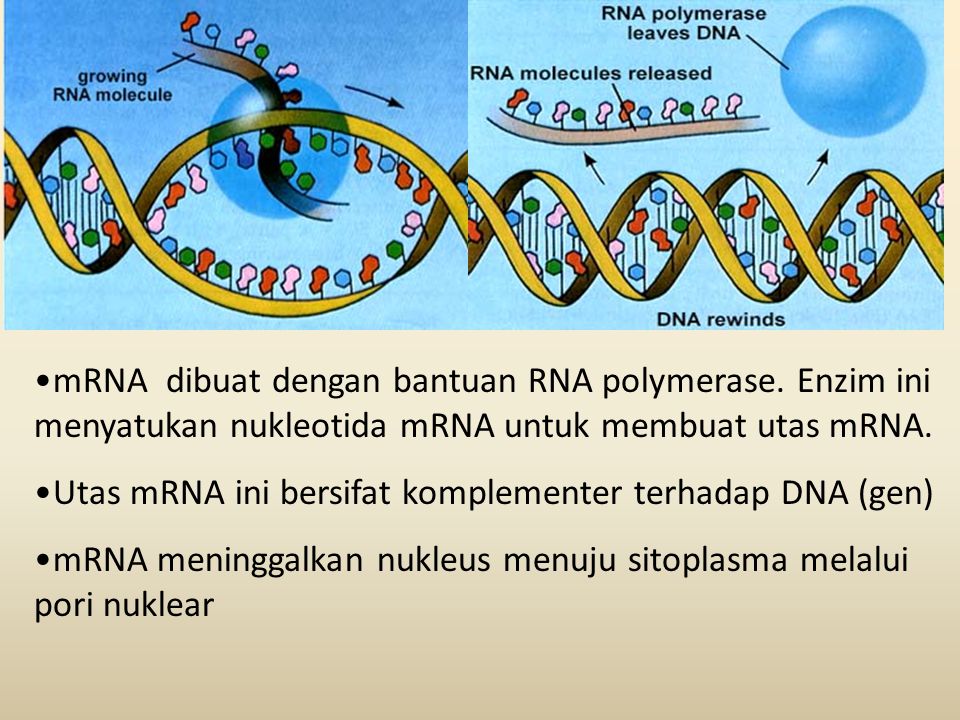 mRNA dibuat dengan bantuan RNA polymerase
