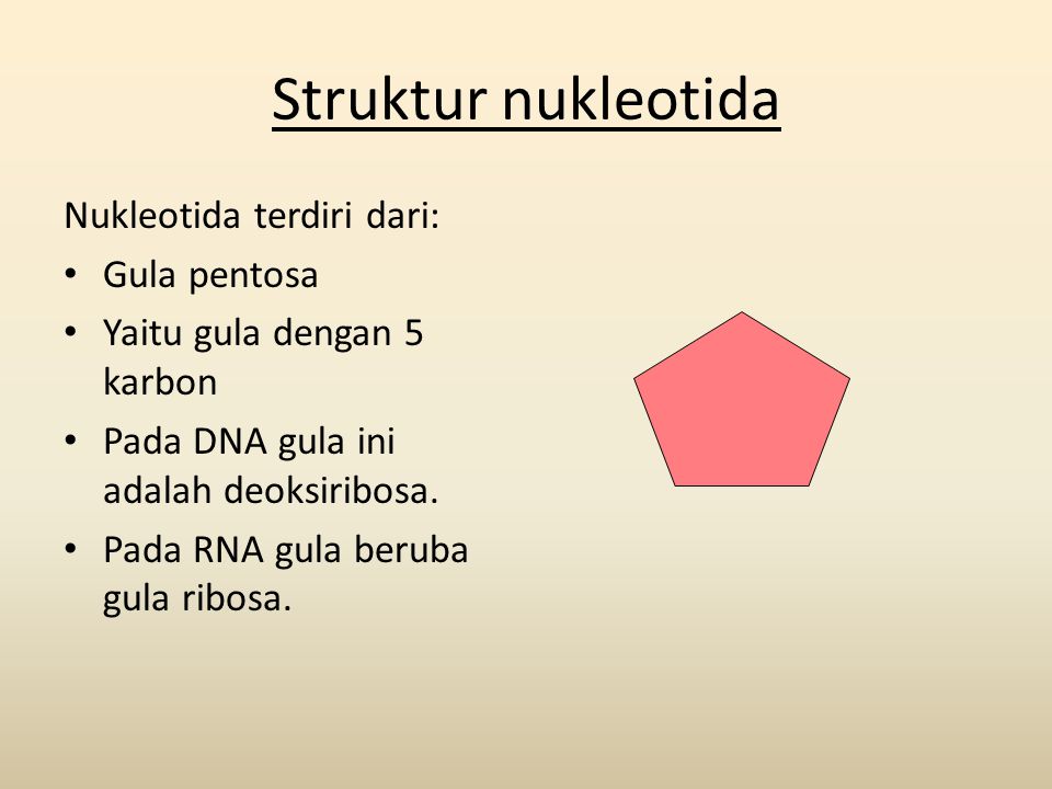 Struktur nukleotida Nukleotida terdiri dari: Gula pentosa