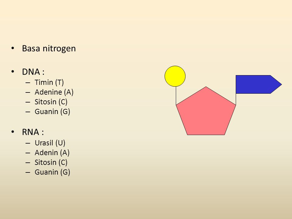 Basa nitrogen DNA : RNA : Timin (T) Adenine (A) Sitosin (C) Guanin (G)