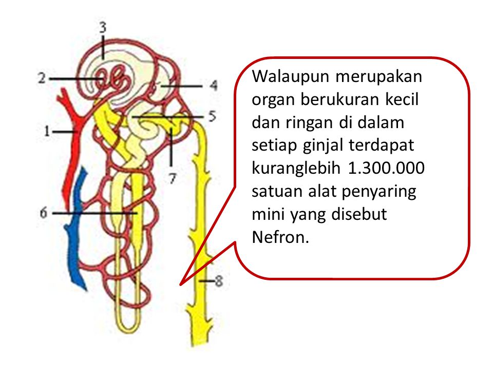 Walaupun merupakan organ berukuran kecil dan ringan di dalam setiap ginjal terdapat kuranglebih satuan alat penyaring mini yang disebut Nefron.
