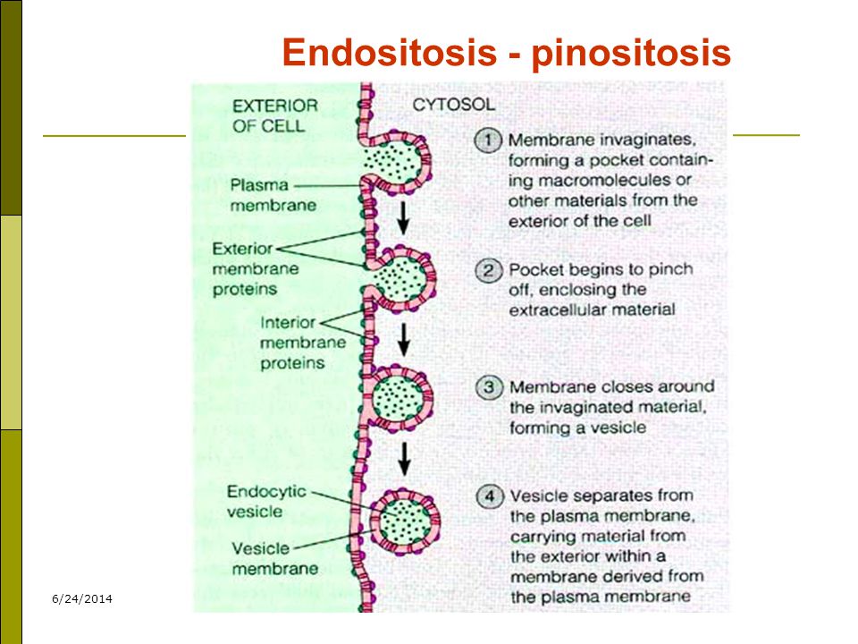 Endositosis - pinositosis