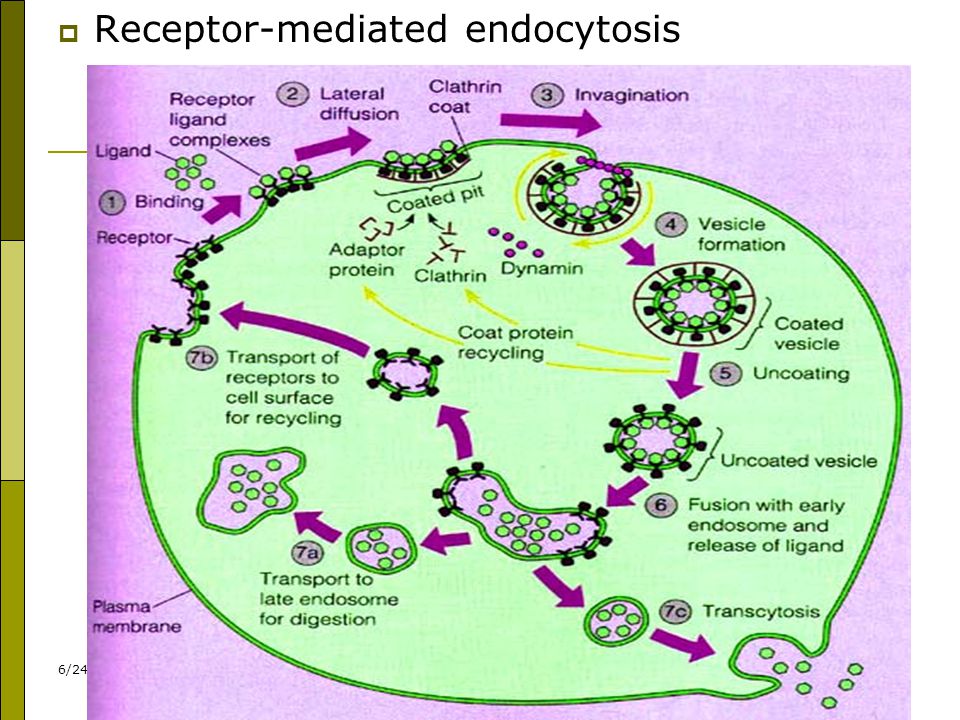 Receptor-mediated endocytosis