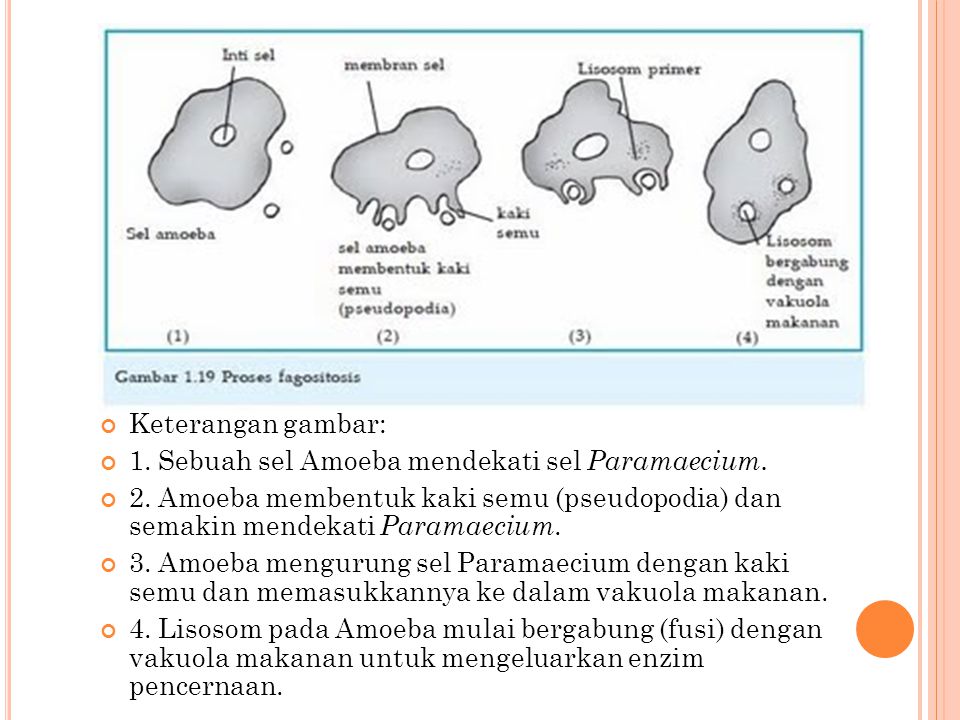 Keterangan gambar: 1. Sebuah sel Amoeba mendekati sel Paramaecium. 2. Amoeba membentuk kaki semu (pseudopodia) dan semakin mendekati Paramaecium.