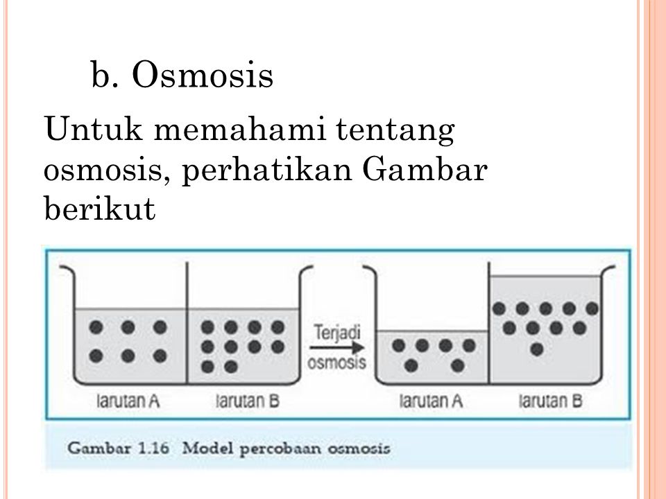 b. Osmosis Untuk memahami tentang osmosis, perhatikan Gambar berikut