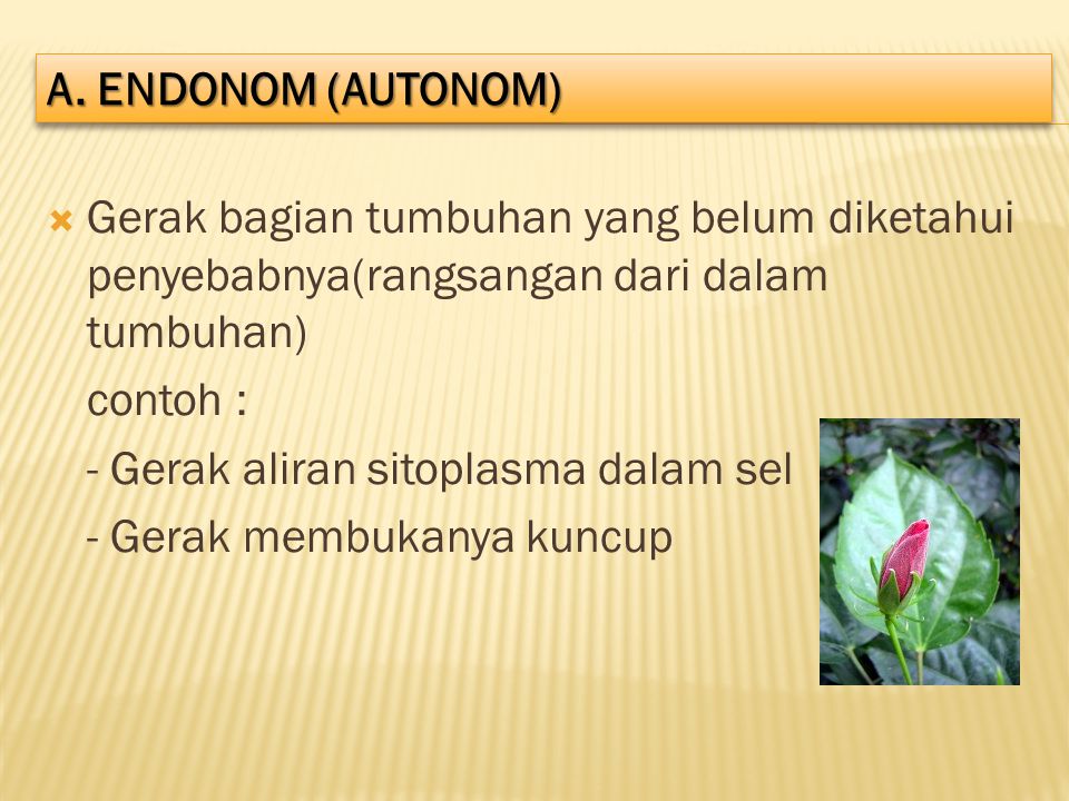 A. ENDONOM (AUTONOM) Gerak bagian tumbuhan yang belum diketahui penyebabnya(rangsangan dari dalam tumbuhan)