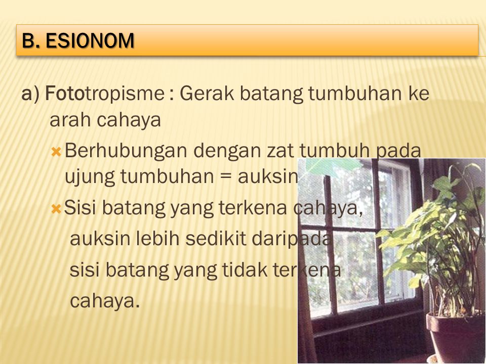 B. ESIONOM a) Fototropisme : Gerak batang tumbuhan ke arah cahaya. Berhubungan dengan zat tumbuh pada ujung tumbuhan = auksin.