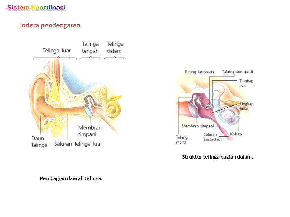 Struktur telinga bagian dalam. Pembagian daerah telinga.