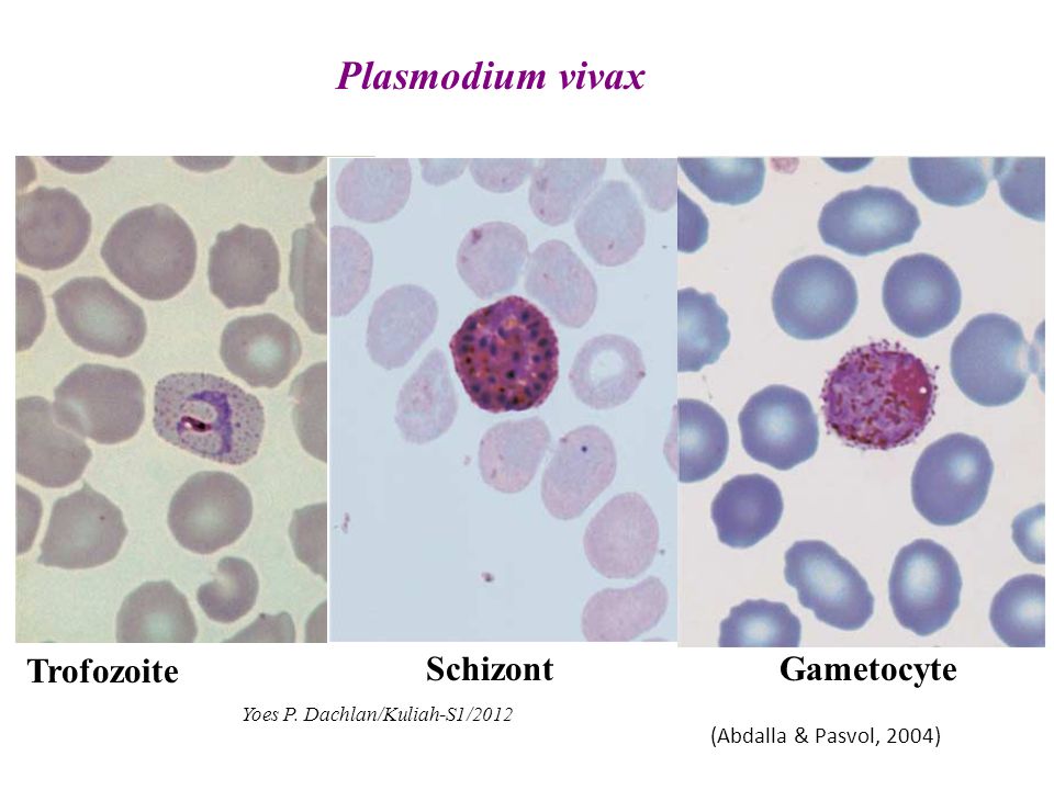 A malária plazmodium gyűrűs stádiuma - Hemosporidia eletciklusa., A hemosporidia életciklusa