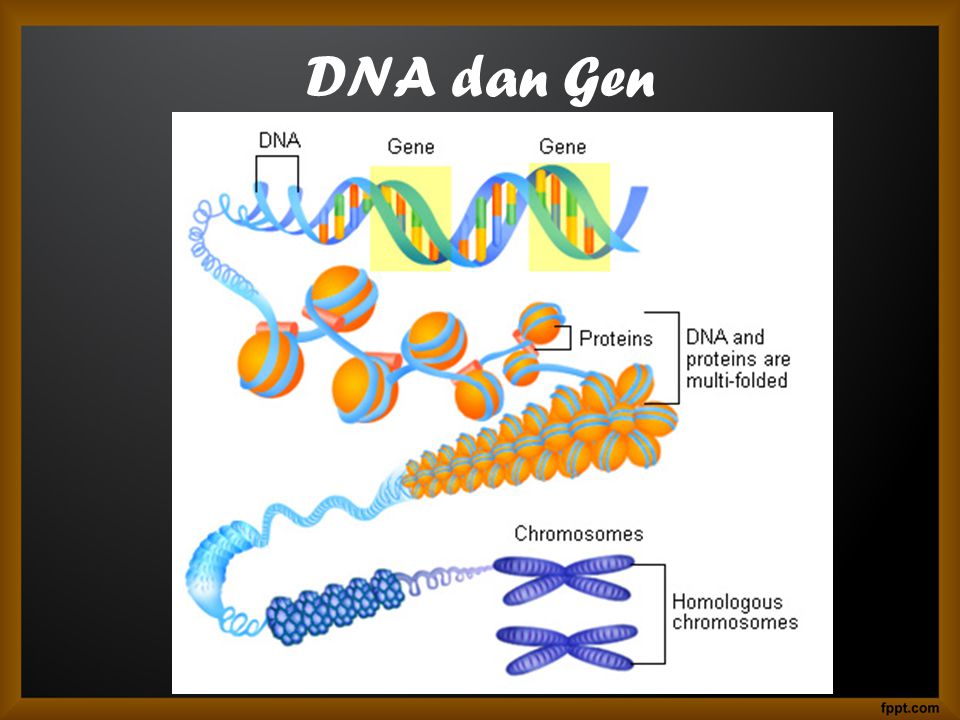 DNA dan Gen