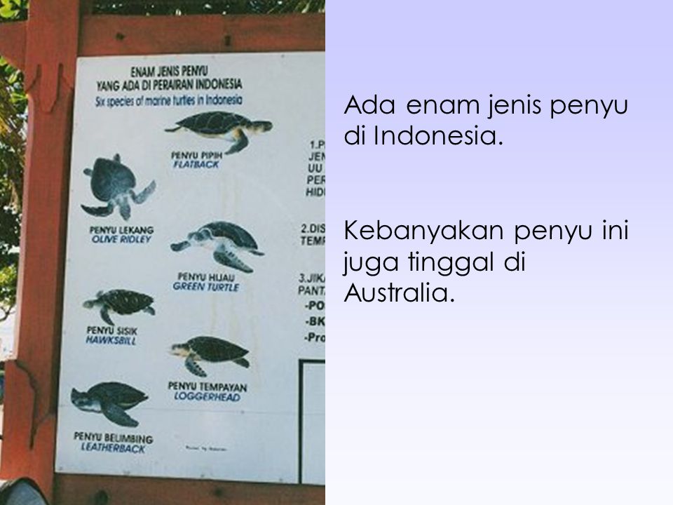 Ada enam jenis penyu di Indonesia.